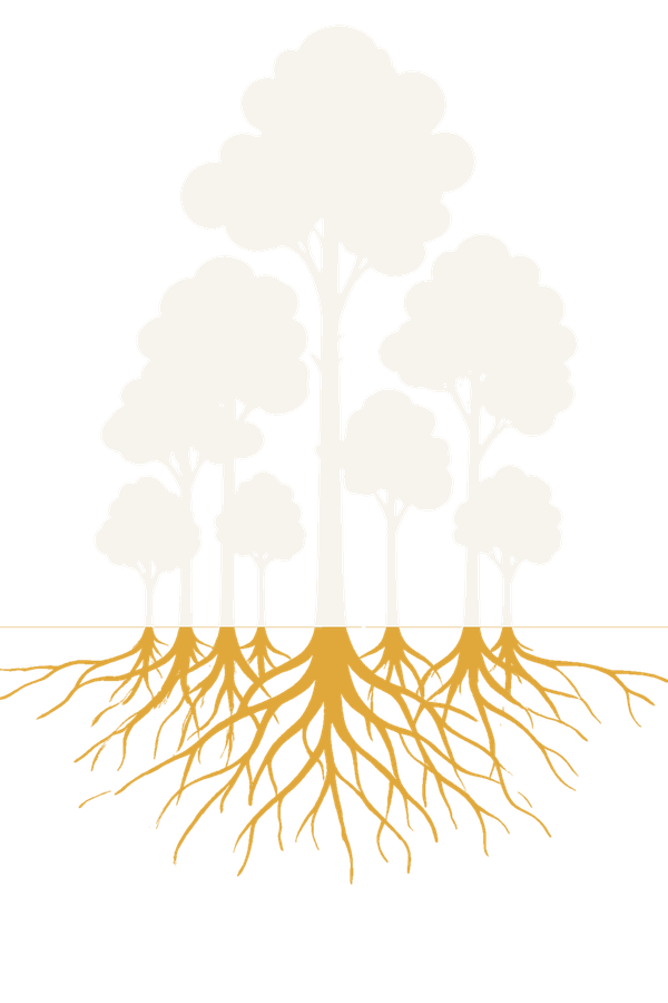 Pandokin, a grove of aspen trees over a shared golden root system